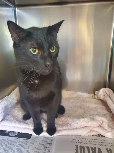 Bruce - Domestic Short Hair