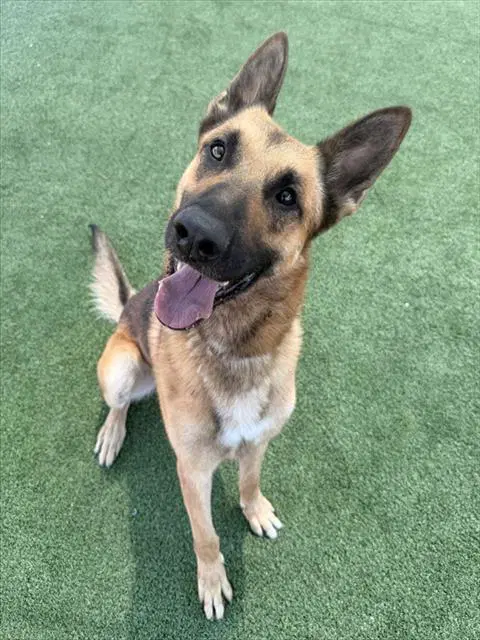 Max - German Shepherd Dog