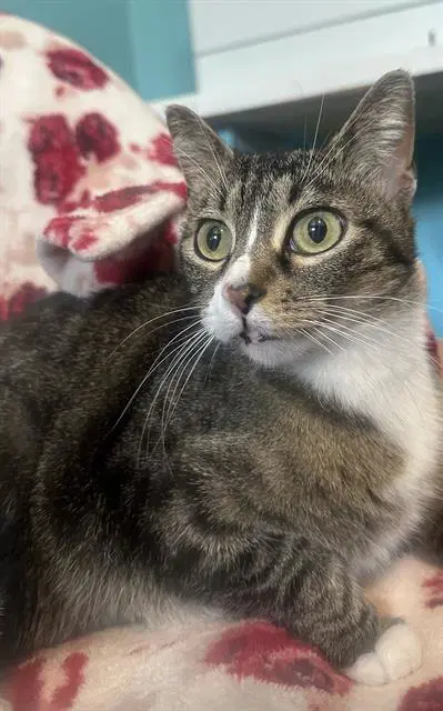 Isis - Domestic Short Hair