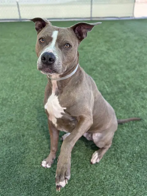 Zoey - Pit Bull Terrier