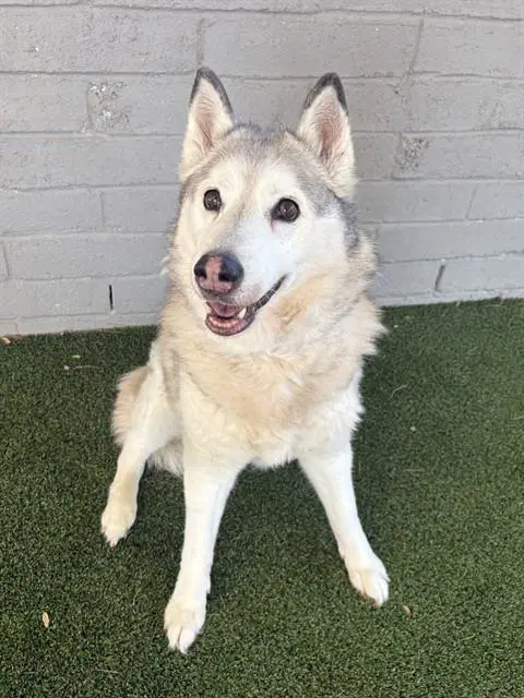 Mia - Siberian Husky