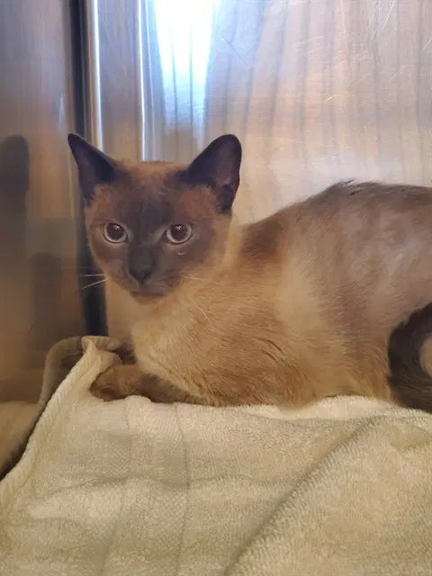 Athena - Siamese