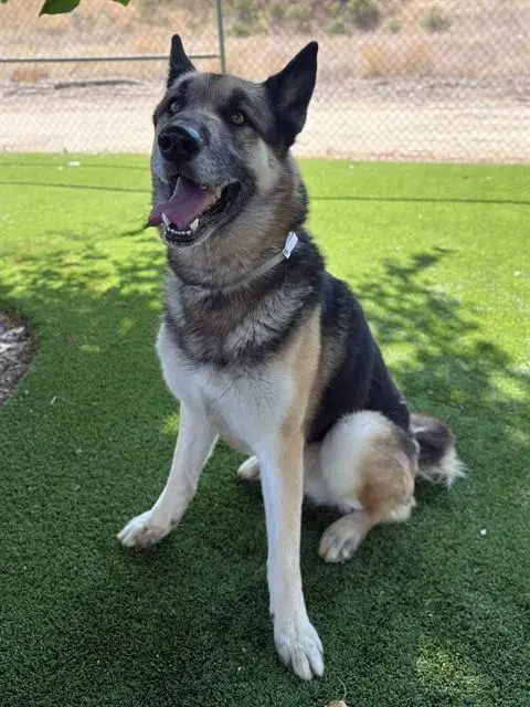 Loki - Husky