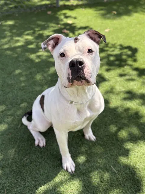 Serenity - Pit Bull Terrier