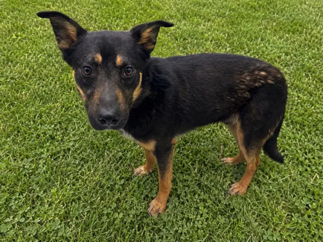 Cubby - Australian Cattle Dog/Blue Heeler