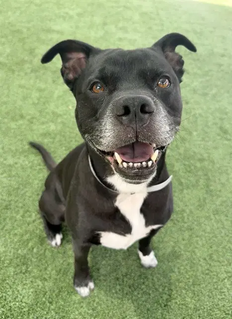 Loki - Pit Bull Terrier