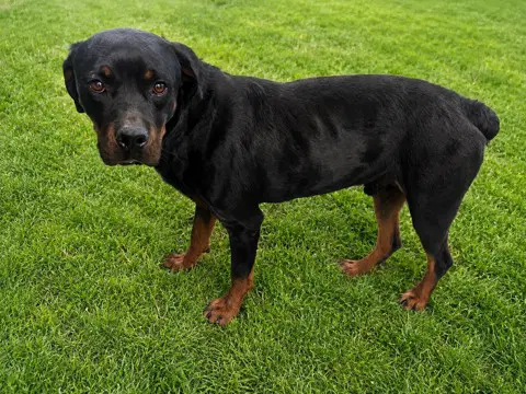 Apollo - Rottweiler