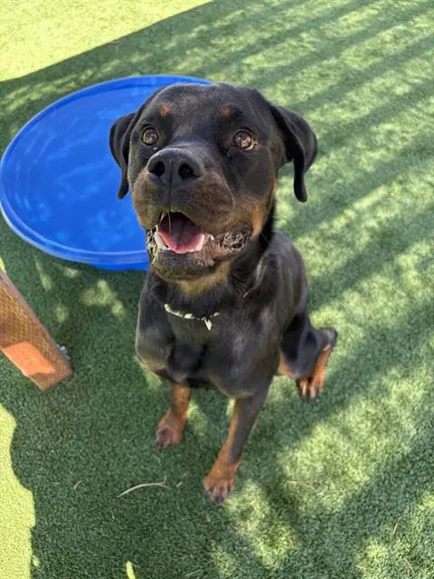 Apollo - Rottweiler