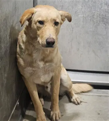 Rocky - Labrador Retriever
