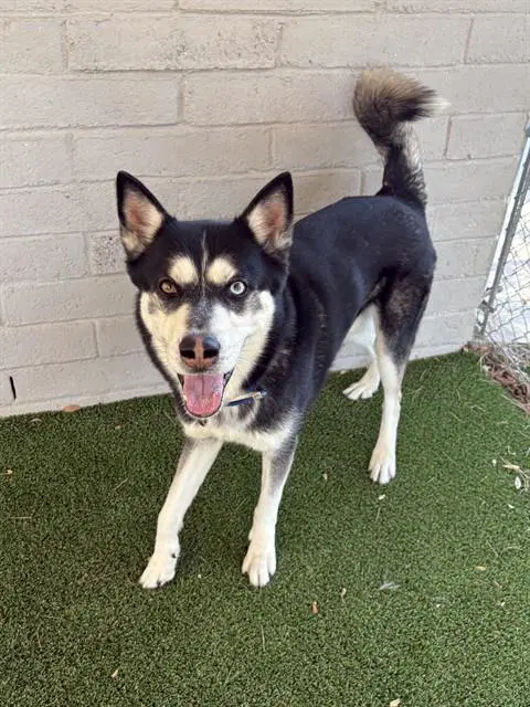 Loki - Siberian Husky