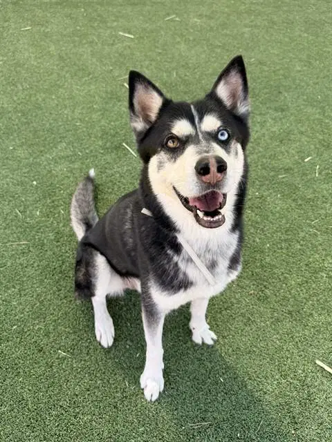 Loki - Siberian Husky