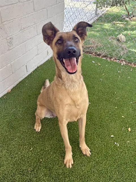 Flower - Belgian Shepherd Malinois