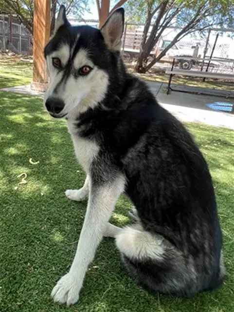 Luna - Siberian Husky