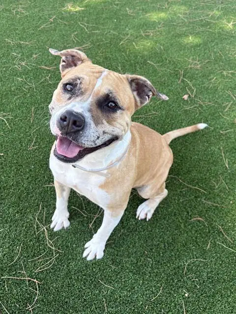 Gladys - Pit Bull Terrier
