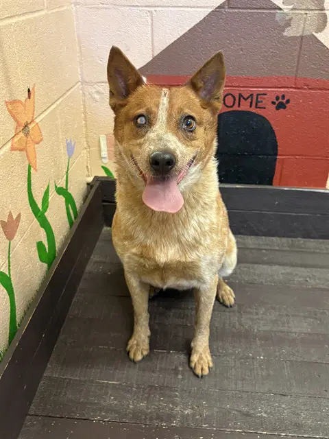 Spicy Nacho - Australian Cattle Dog/Blue Heeler