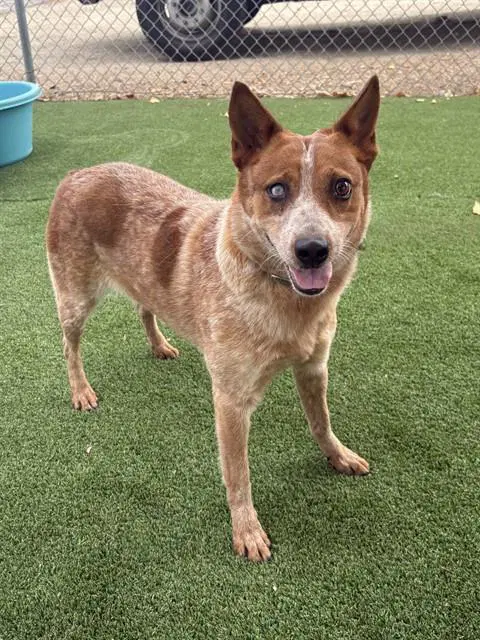 Spicy Nacho - Australian Cattle Dog/Blue Heeler
