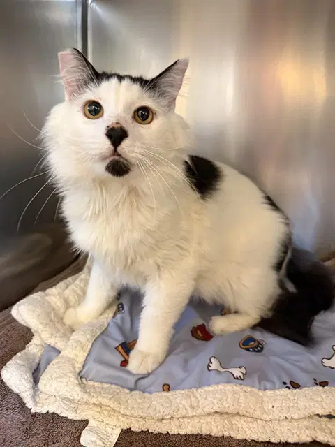 Tommy - Domestic Medium Hair