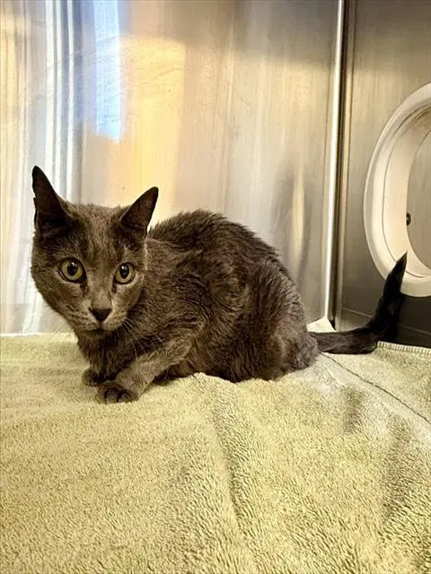 Ash - Domestic Short Hair