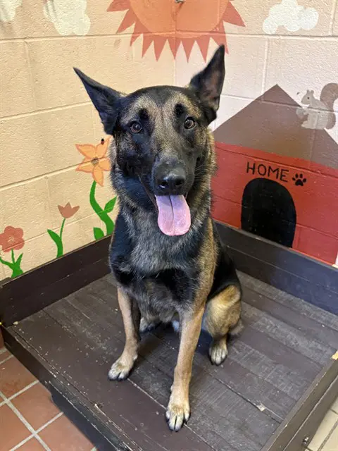 Baxter - German Shepherd Dog
