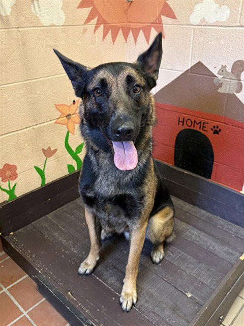 picture of the dog needing adoption