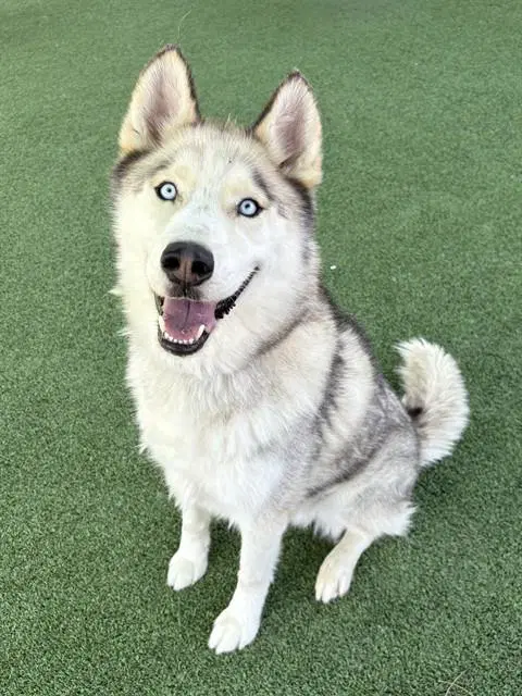 Apollo - Husky