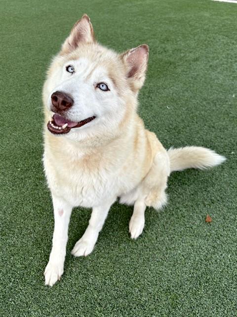 picture of the dog needing adoption