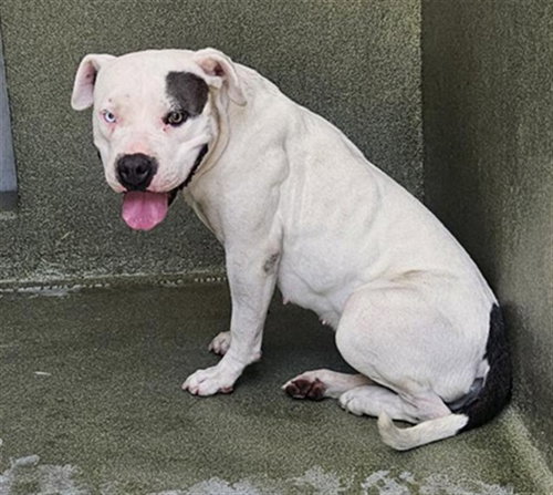 picture of the dog needing adoption