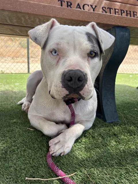 Roxy - American Staffordshire Terrier