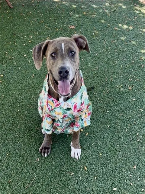 Leif - Pit Bull Terrier