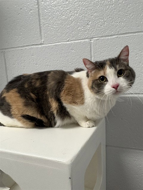 picture of the cat needing adoption