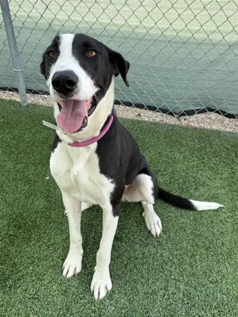 Luna - Great Dane
