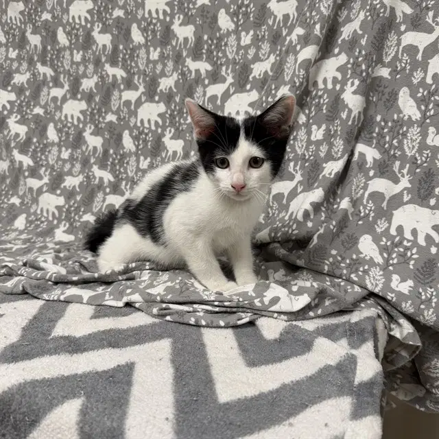 Huey - Domestic Short Hair