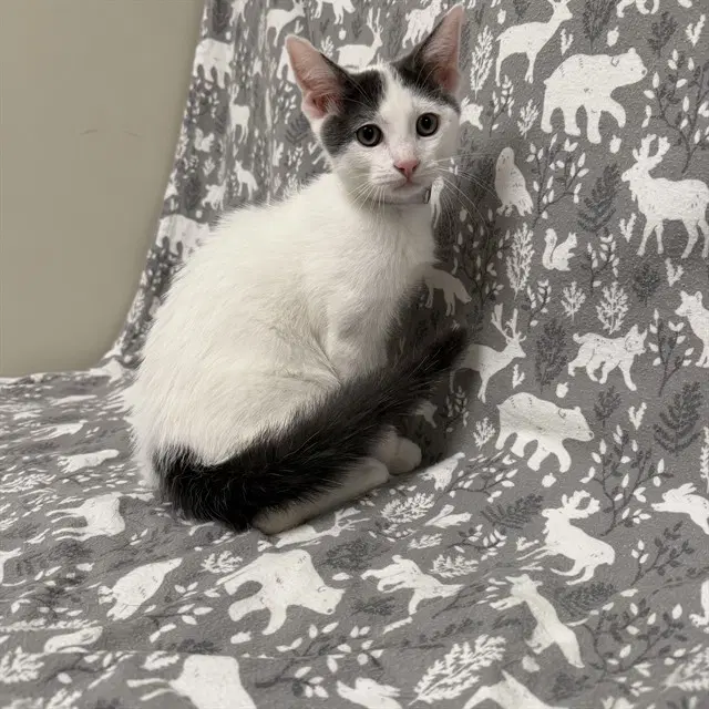 Dewey - Domestic Short Hair