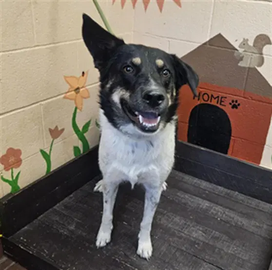 Oreo - German Shepherd Dog