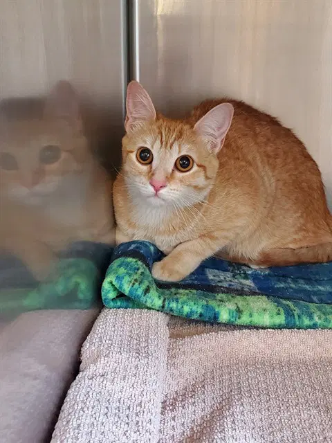 Cleo - Domestic Short Hair