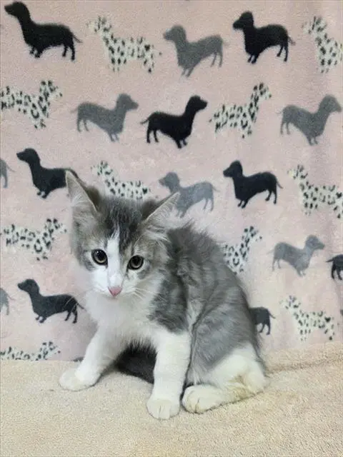 Phineas - Domestic Short Hair