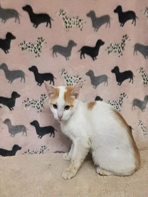 Buford - Domestic Short Hair