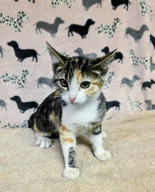 Isabella - Domestic Short Hair