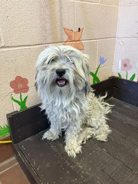 Furby - Maltese