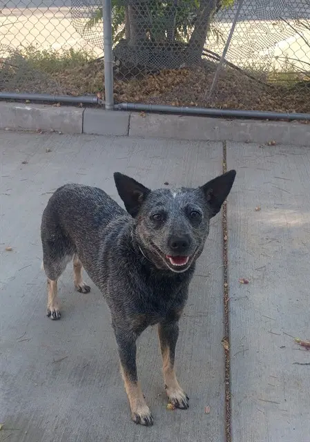 Harmony - Queensland Heeler