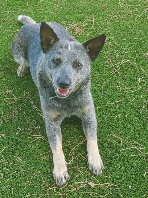 Harmony - Queensland Heeler
