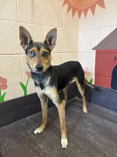 Russet - Rat Terrier