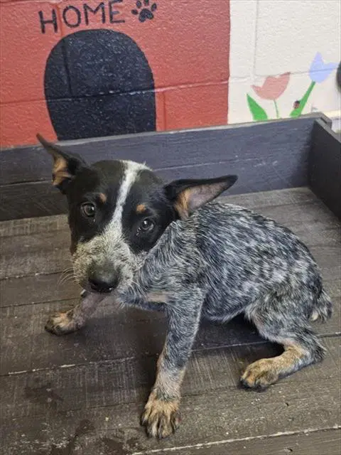 Wheatley - Queensland Heeler
