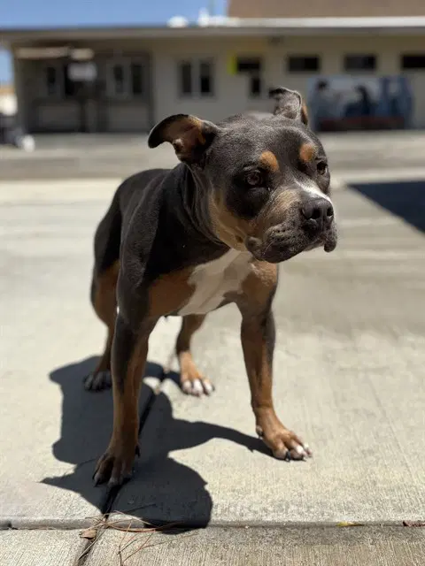 Alexis - Pit Bull Terrier