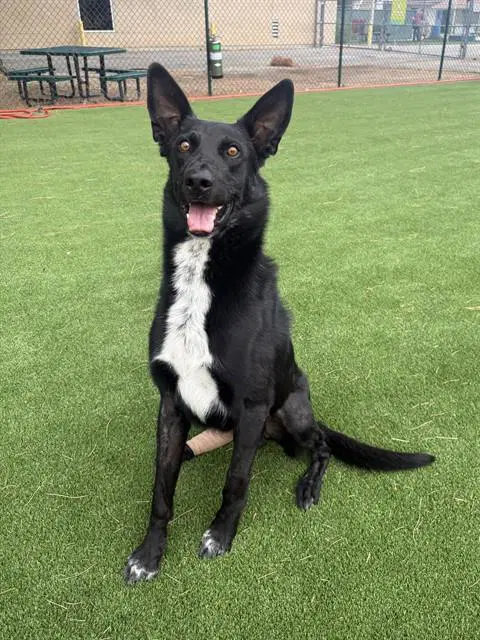 Shang Tsung - Labrador Retriever