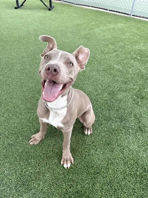 Blue - Pit Bull Terrier