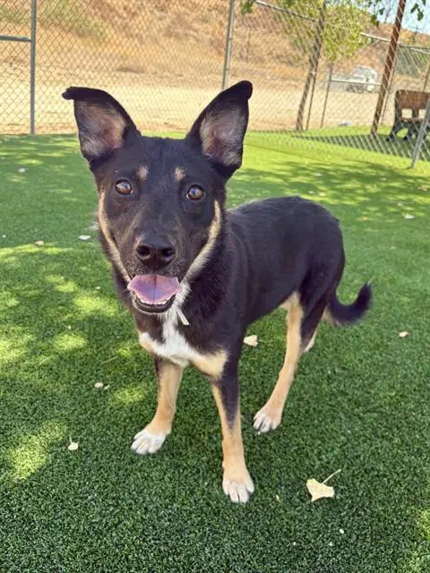 Cubby - Australian Cattle Dog/Blue Heeler