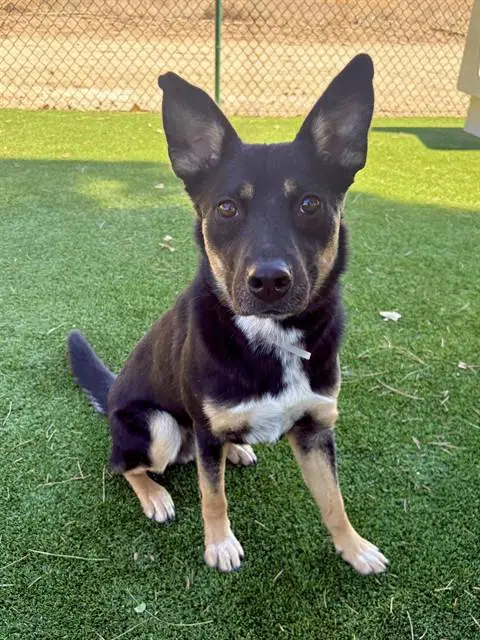 Cubby - Australian Cattle Dog/Blue Heeler