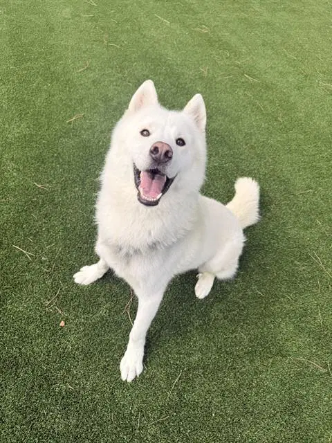 Shiro - Husky