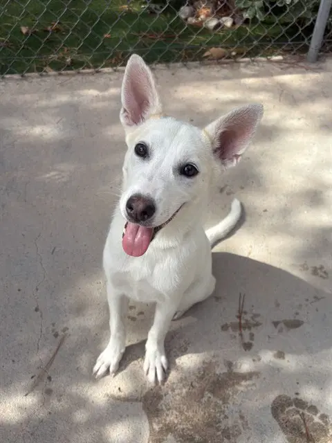 Trish - Australian Cattle Dog/Blue Heeler